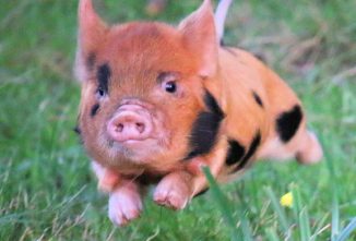 kune kune new txt